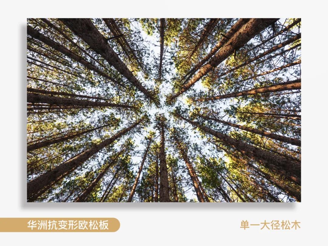 看得見的純凈，華洲抗變形歐松板！(圖2)